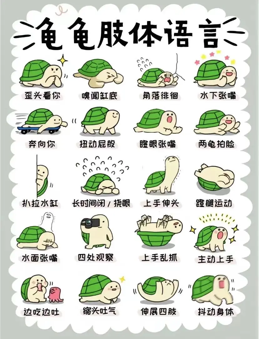 龟言龟语 龟龟肢体语言