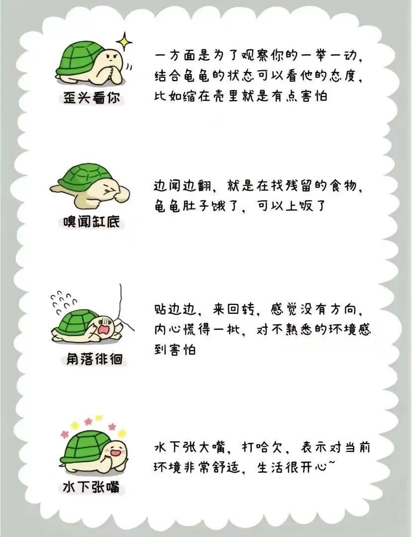 龟言龟语 龟龟肢体语言