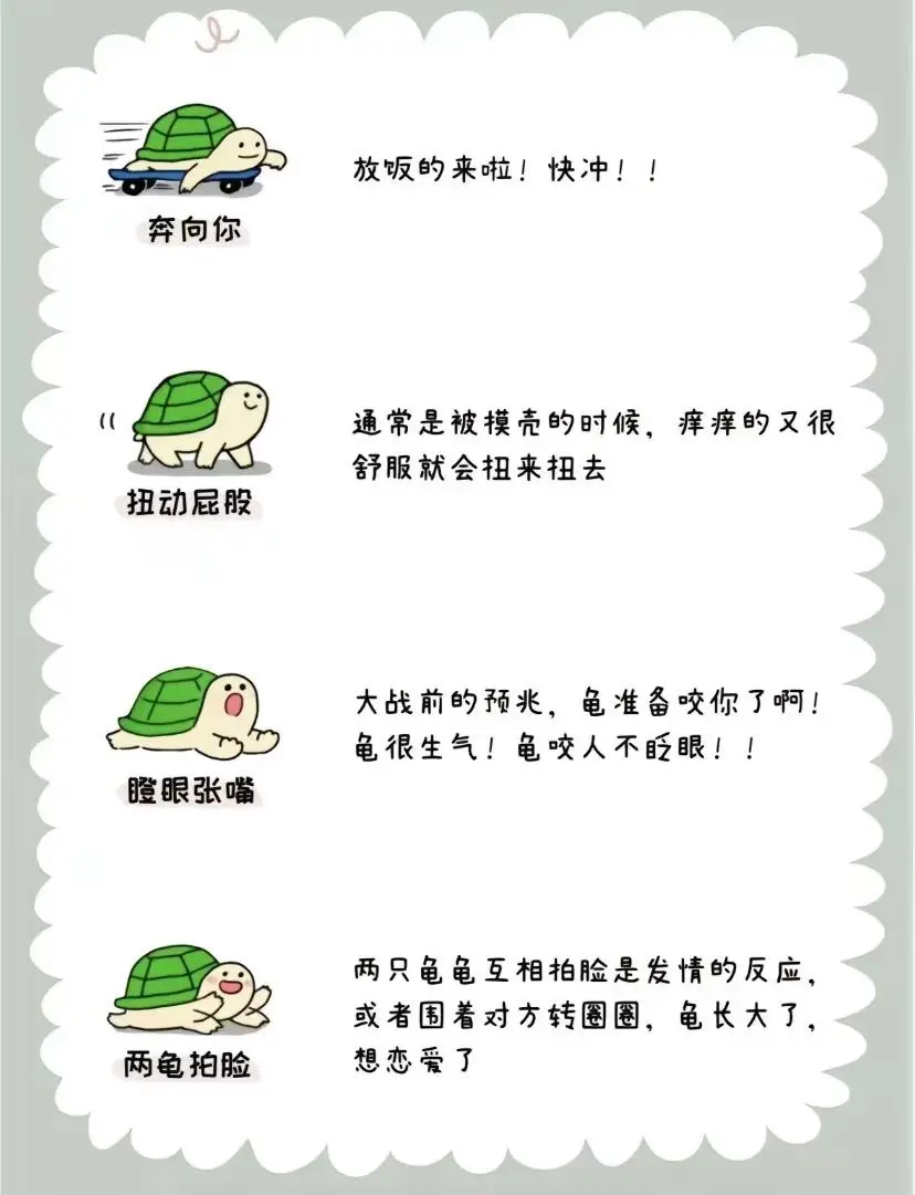 龟言龟语 龟龟肢体语言