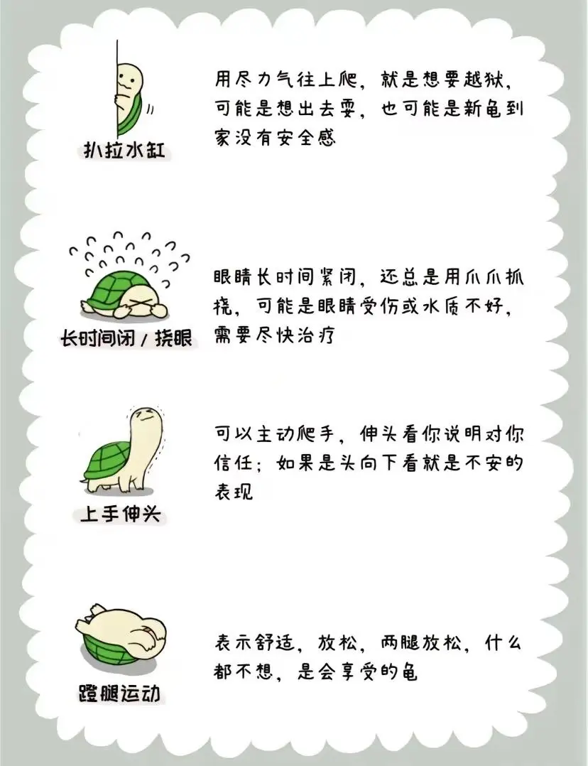 龟言龟语 龟龟肢体语言