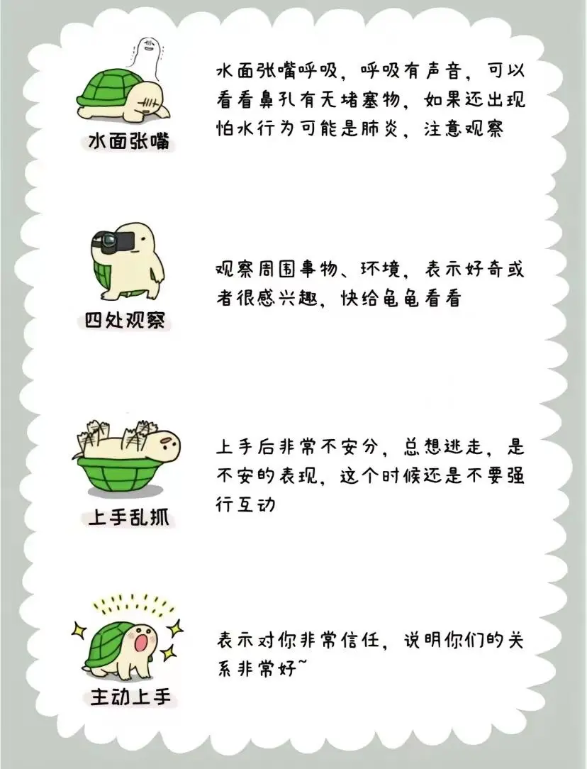 龟言龟语 龟龟肢体语言