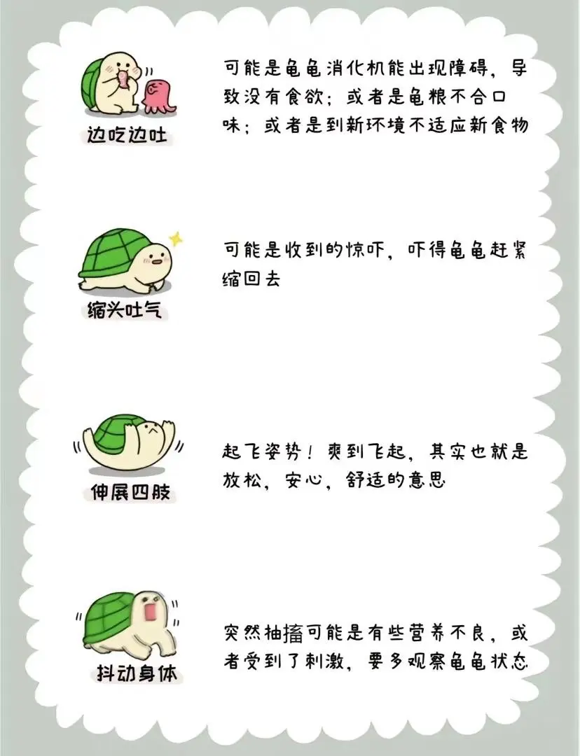 龟言龟语 龟龟肢体语言